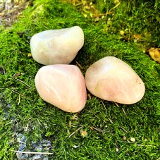 Růženín tromlovaný