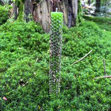 Světle zelený válec s meduňkou