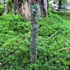 Tmavě zelený válec s mátou